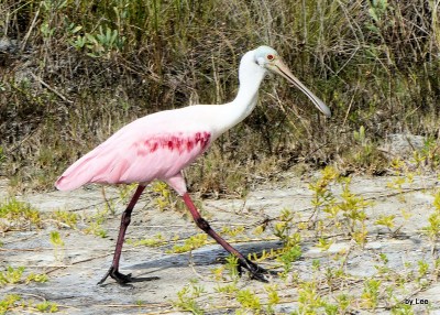 Roseate Spoonbill at MacDill AFB by Dan