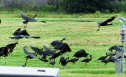 Surprised to See So Many Glossy Ibises –&nbsp;Migrating?