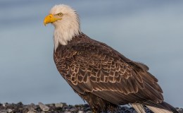 Lee’s One Word Monday –&nbsp;8/22/2016