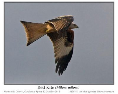 Red-tailed Hawk (Buteo jamaicensis) by Ian