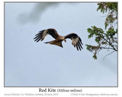Red-tailed Hawk (Buteo jamaicensis) by Ian