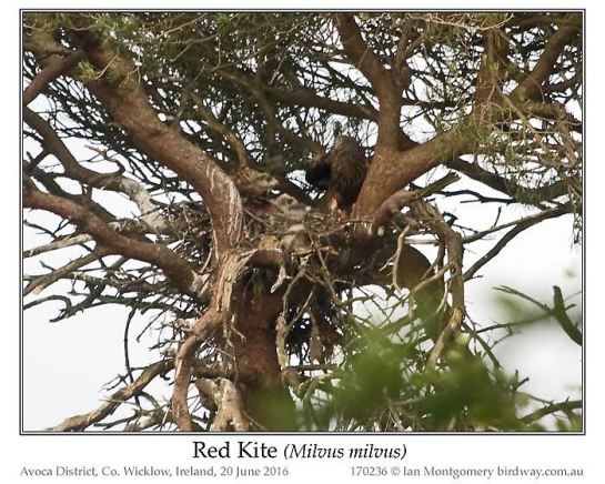 Red-tailed Hawk (Buteo jamaicensis) by Ian