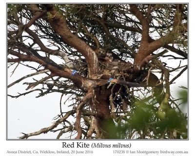 Red-tailed Hawk (Buteo jamaicensis) by Ian