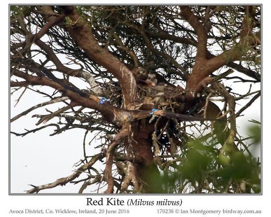 Red-tailed Hawk (Buteo jamaicensis) by Ian