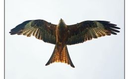 Ian’s Bird of the Week – Red&nbsp;Kite