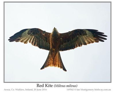 Red-tailed Hawk (Buteo jamaicensis) by Ian