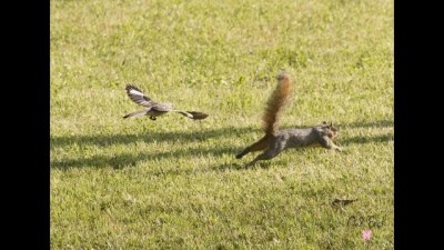 Bird Chasing Squirrel ©Houston 2 - Mark Rogerson