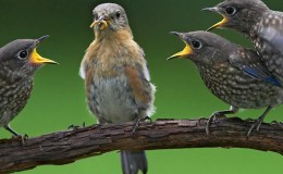 Birds and Flowers Helping&nbsp;Christians