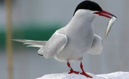 Unbelievable Migrations from Creation&nbsp;Moments