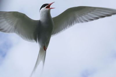 Arctic Tern (Sterna paradisaea) ©WikiC