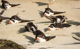 Lee’s Three Word Wednesday –&nbsp;8/24/16