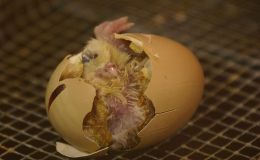 Solved! – Chicken or Egg – Which Came&nbsp;First?