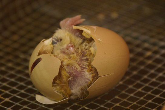 Chicken Hatching © WikiC
