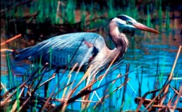 Birds Taking A Sabbath Rest? – from Creation&nbsp;Moments