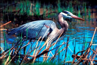 From Article - Do Birds Take a Sabbath Rest ©Myles Willard