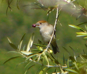 Blackcap Female Eating an Olive ©Iberianature
