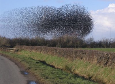 Flock of Starlings Acting As A Swarm ©WikiC