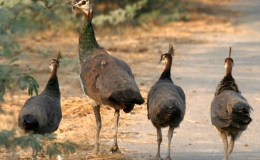 Lee’s Four Word Thursday –&nbsp;9/15/16