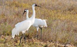 Lee’s Five Word Friday –&nbsp;8/19/2016