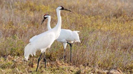Whooping Crane (Grus americana) ©Netnebraska.org