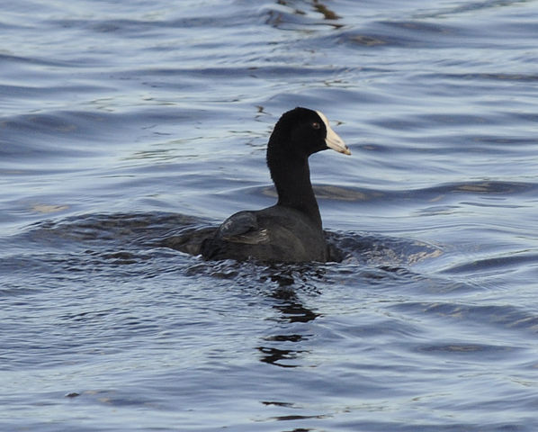 GRU-Rall American Coot (Fulica americana) (previous Caribbean ©WikiC