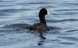 Update To The Birds of the World,&nbsp;6.3