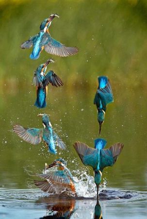 Kingfisher Diving Sequence ©SMedia-Cache