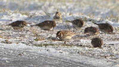 Lapland Longspur (Calcarius lapponicus) ©WikiC