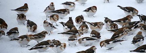 Snow Bunting (Plectrophenax nivalis) Flock ©WikiC