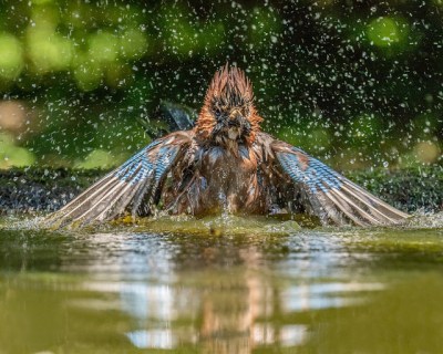 Blue Jay (Cyanocitta cristata) Having a bath ©Flickr Andy Morffew