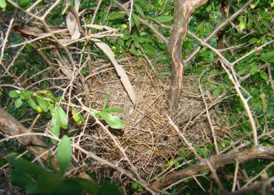 Zebra Finch (Taeniopygia guttata) Nest ©Animalspot