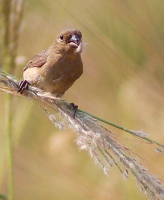 Dubois's Seedeater (Sporophila ardesiaca) Female ©WikiC