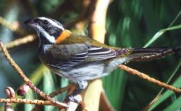 Surveying the Birds in Puerto Rico after Hurricane Maria –&nbsp;Audubon