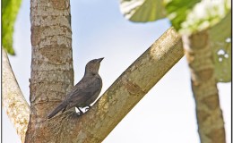 Lee’s Four Word Thursday –&nbsp;12/1/16