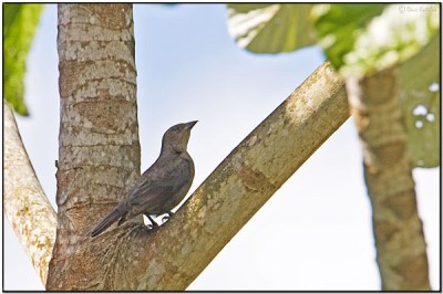 Puerto Rican Tanager (Nesospingus speculiferus) by Daves BirdingPix