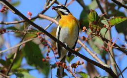 Sunday Inspiration –  Thraupidae – Tanagers and Allies&nbsp;Finale