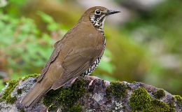 Bible Birds – Thrush&nbsp;Introduction