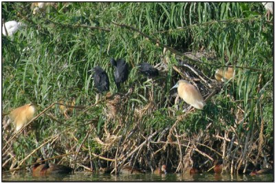 Black Heron (Egretta ardesiaca) by Daves BirdingPix