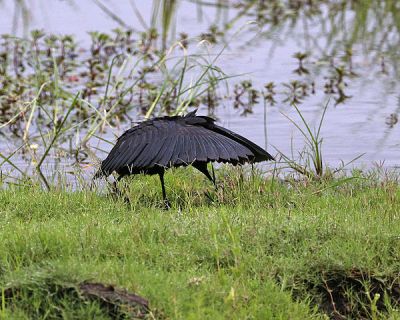 Black Heron (Egretta ardesiaca) ©WikiC