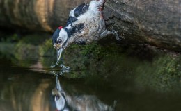 Lee’s Four Word Thursday –&nbsp;8/11/16