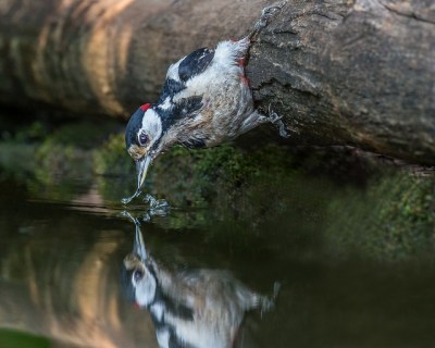 Great Spotted Woodpecker (Dendrocopos major) ©Flickr Andy Morffew