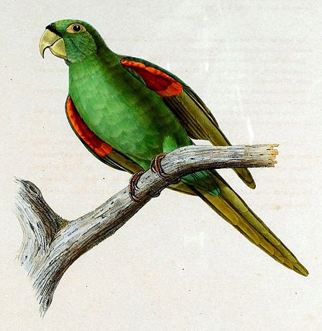 Puerto Rican conure (Aratinga chloroptera maugei) ©Drawing WikiC