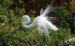 Woodstock’s Mating Dance