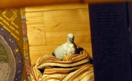 Birdwatching On Board The Ark Encounter – The Provisions&nbsp;II