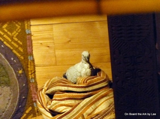 Dove resting on board the Ark
