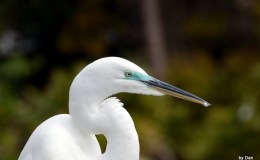 Gatorland From Dan’s&nbsp;Camera