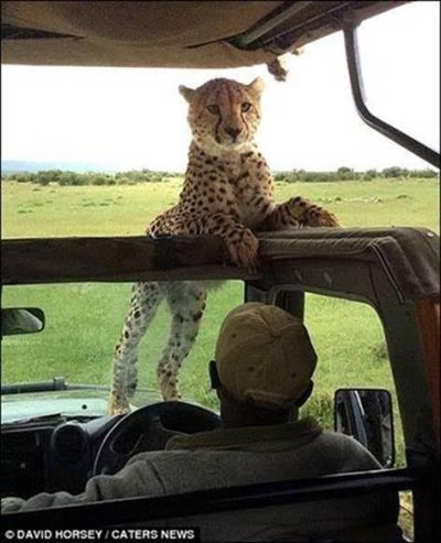 Cheetah Joins Safari ©David Horsey