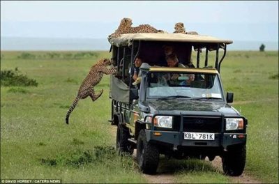 Cheetah Joins Safari ©David Horsey