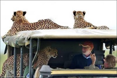 Cheetah Joins Safari ©David Horsey