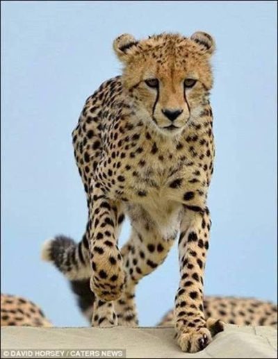 Cheetah Joins Safari ©David Horsey